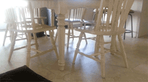 funny gif cat under table