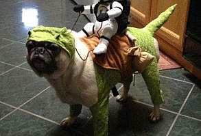 Aterrorizantes ideias de Halloween para cachorros