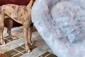 🐾 The Best Gift You Can Offer Your Pet 🐾