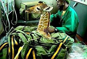 Rescuers found the giraffe on September 19 and brought him to the DSWT, where he's the tallest addition to the organization's herd of rescued orphaned animals. They named him Kiko.