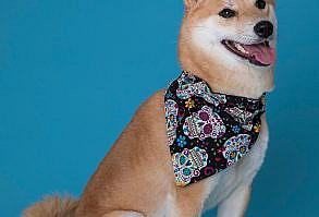 Baseball Dog Bandana, Sports Dog Bandana, No Tie Dog Bandana, Summer Dog Accessories, Dog Clothes, Pet Gift, Birthday Gifts For Boyfriend