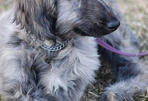 Beautiful Hound Puppies Pictures: An Interesting Take on their world