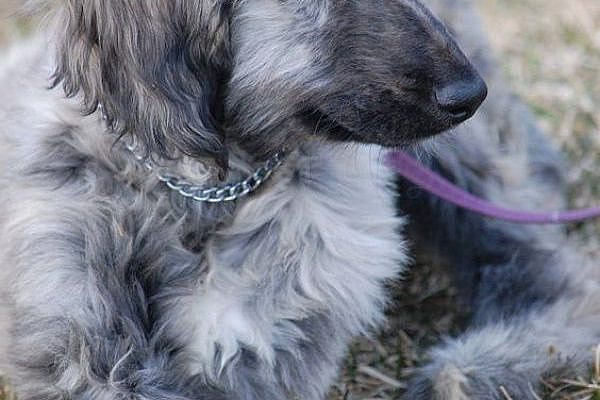 Beautiful Hound Puppies Pictures: An Interesting Take on their world