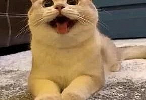 #shorts Cute Cats,Funny Animals