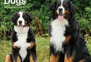 Bernese Mountain Dogs Wall Calendar: Bernese Mountain Dogs Wall CalendarThe big, beautiful Bernese Mountain Dog hails from Switzerland. Bred for heavy farm work in harsh alpine conditions, these sweet, smart, and gentle dogs make wonderful family companions. Steady and friendly, they love children. Fans of this happy breed are sure to enjoy this delightful Bernese Mountain Dogs square wall calendar. Includes a free download of the DogDaysâ„¢; app for the smartphone and tablet, which grants access to the worldÂ’s most captivating dog photos and