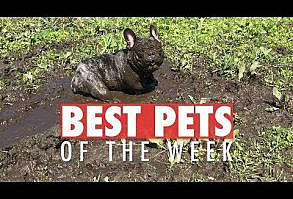 In this week's best pets of the week video, we have a puppy who masters the game of golf, a kitten befriending a pony, a very needy lizard and more!