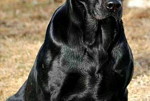 Black Lab Dog Picture - wallpapersko.com/... #Black, #Picture HD Wallpapers Download