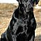 Black Lab Dog Picture - wallpapersko.com/... #Black, #Picture HD Wallpapers Download