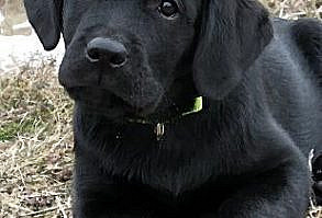 Add a little dog wisdom to your day This inspiring sketchbook is perfect for notes, as a journal, brainstorming, Dog training class notes, or just doodling on those relaxing days with your dog . Makes an extraordinary gift for all dog lovers . A special gift to dog walkers, dog trainers, your favorite vet tech . Each page has a dog wisdom inspirational life quote on the top of the page, with a paw print design on the bottom .Perfect size at 8.5x11 to toss in your backpack, dog training bag, and take along on trips . * Perfect for Drawing, Sketc