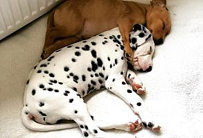 Boris And Doug on Instagram: “Cuteness overload 🥰🥰 #FlashbackFriday”