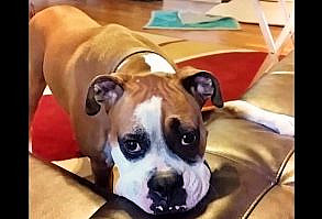 Do you allow your dog on the couch? The Boxer on the video below is not allowed on the couch. Why? Well, she was allowed on the couch before, then she tore it all up! They had to buy a …