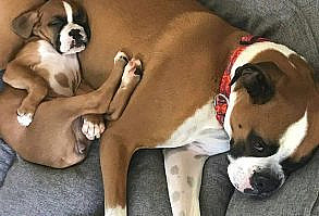 Check the link in our bio to see original #boxer collection!🐶International shipping📦🌏🐶Made in the USA🇺🇸.📸: @colt__tilly.Tag us for a feature!.COMMENT this adorable photo below😍⤵