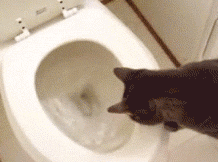 Show your cat how the toilet works if they get too ornery