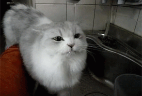 But this guy, he is a professional: | 14 Hilarious GIFs That Prove Water Is Endlessly Entertaining