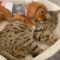 Cat And Puppy Besties Are Completely