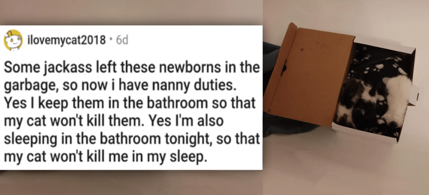 Cat Medley: Cuteness Galore, Funnies, Rescues, And Appreciation