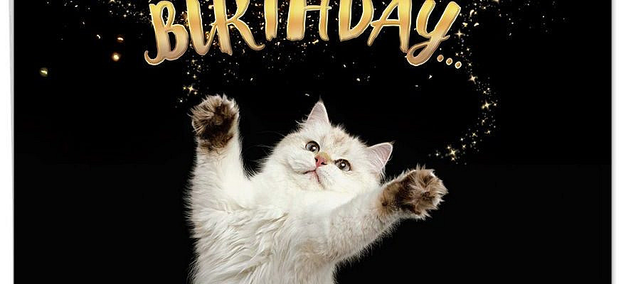 J6112ABD - Cat-Sent Greetings: Jumbo Printed Card - TheBestCardCompan...