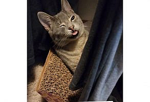 Smiley is a rescue cat with significant medical needs. Her life was saved by the amazing organization @whiskertowncats, raising the money to fix her cleft palate and injured jaw! 😻 - 🎥: instagram.com/...