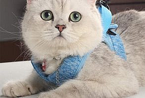 FEATURES     【 Safer than Leashes】:  Unlike leashes that have the tendency to strain your pets neck, this safety harness evenly distributes the pressure around the chest to prevent any kind of choking.   【Comfortableness is the first priority】:  This escape proof cat harness is made of lightweight, soft, breathable air-mesh fabric, with soft edge that effectively prevent injuries, giving extra comfort and protection, your cat vest won’t be too bulky to restrain your cat’s movement or overheat your lovely 