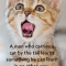 Catch 22: Cat Quotes That Sum Up Cats Purr-fectly - I Can Has Cheezburger?