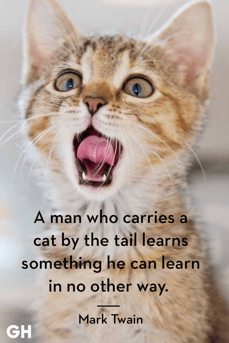Catch 22: Cat Quotes That Sum Up Cats Purr-fectly - I Can Has Cheezburger?