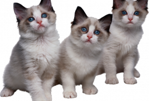 Cats — Яндекс.Диск