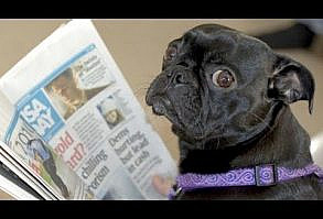 Cats and dogs acting like humans - Cute animal compilation