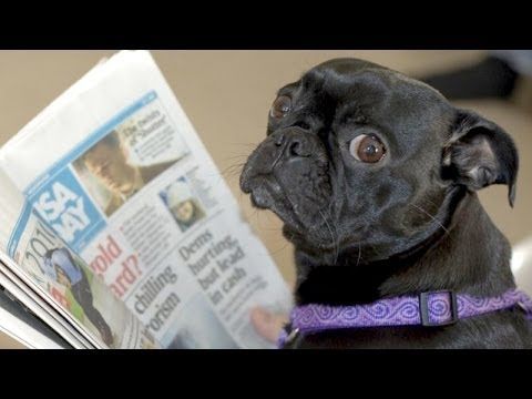 Cats and dogs acting like humans - Cute animal compilation