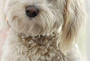 Charley wishes you all a wonderful Holiday week ! | Charley … | Flickr