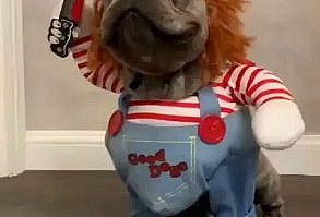 Chucky Dog Costume - best Costumes for Small Dogs.- Funny #dogs #pets #animal #halloween video credit: Chucky Dog