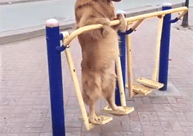 City Dog ift.tt/2urMl9i