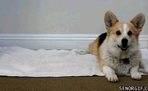 Corgi Gets Prepped For Nap Time - Señor GIF - Funny Gifs - GIF Memes