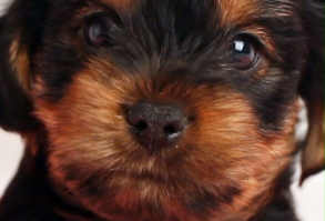 #dogs #cute #dog #pets #animals #funny