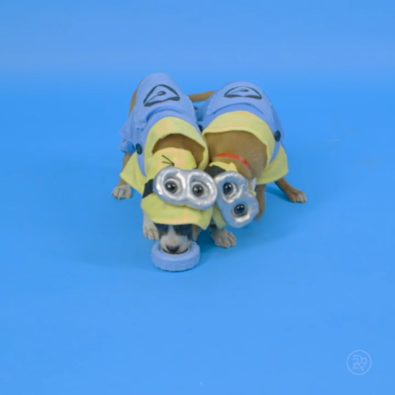 Dis-PUG-able Me