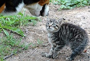 Cynophobia: Why Are Some People Afraid of Dogs?