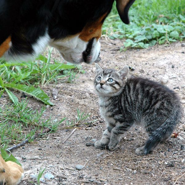 Cynophobia: Why Are Some People Afraid of Dogs?