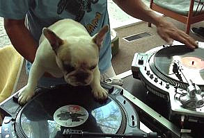 DJ Doggo. youtu.be/2TN4NoA4brE