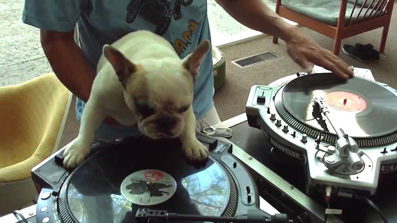 DJ Doggo. youtu.be/2TN4NoA4brE