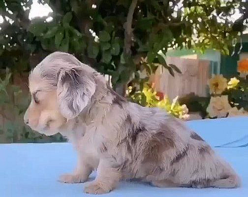 Dachshund Heaven on Instagram: “Hey beby wakkup👋👋😘😘 Say