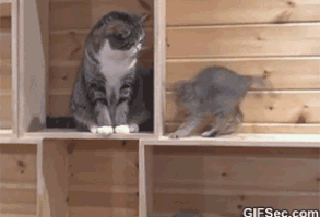 #gif_of_cute_animals