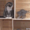 #gif_of_cute_animals