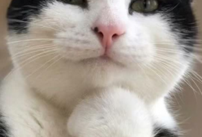 #greenscreen #gatos #cat #catsoftiktok #datoscuriosos