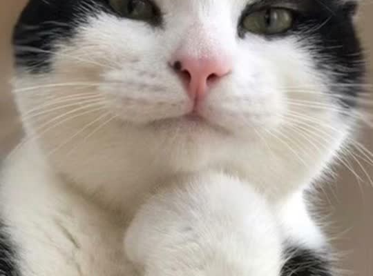 #greenscreen #gatos #cat #catsoftiktok #datoscuriosos