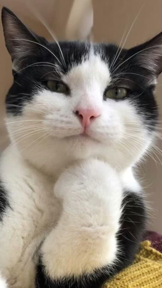 #greenscreen #gatos #cat #catsoftiktok #datoscuriosos 