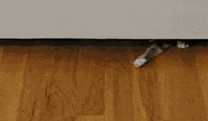 If only humans were this capable...