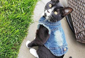 Denim Dog Cat Clothes Casual jacket for pet Material: denim Size: XS S M L XL XXL