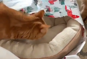 Cat Bed Ideas (Buying Guide) #thepetsupplyguy #pet #pets #animal #cat #cats