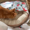 Cat Bed Ideas (Buying Guide) #thepetsupplyguy #pet #pets #animal #cat #cats