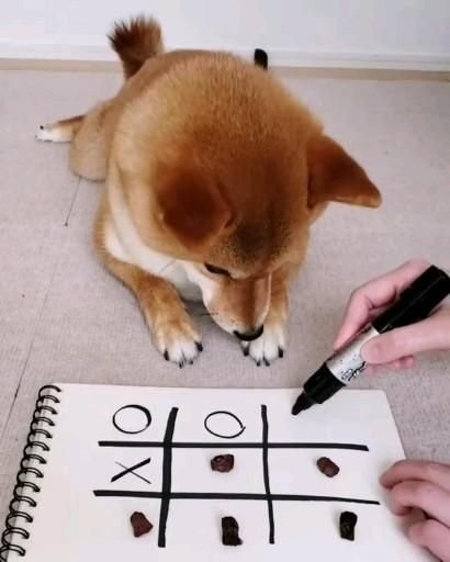 #dog #dogsvideo