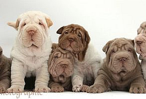 Six Shar Pei pups